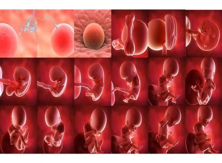 Week by Week Pregnancy